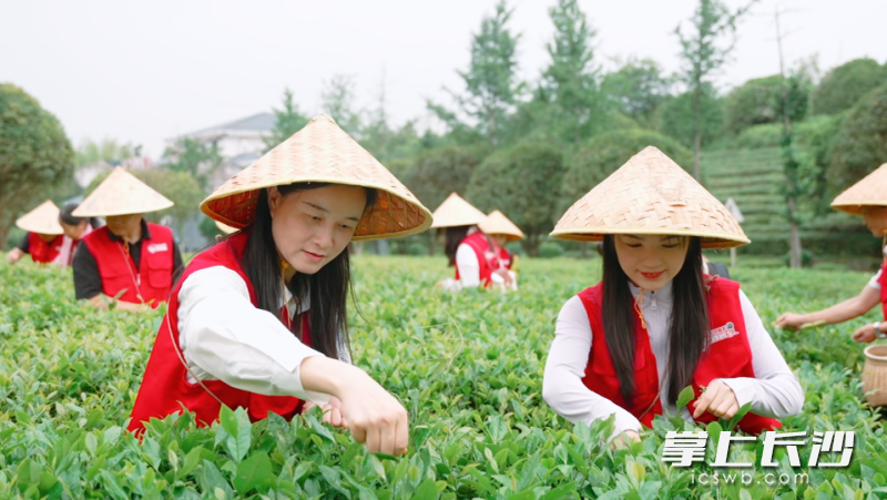 “茶·湘”刮刮樂上市 賦能鄉村文旅新活力